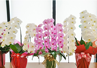 新築祝いで花や観葉植物を贈る際のマナー 通販ギフト生活 Jp