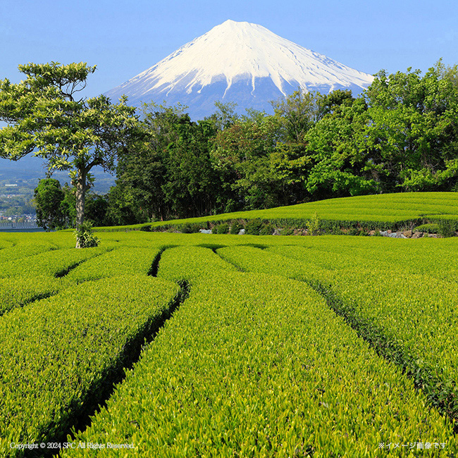 【送料無料】 静岡銘茶詰合せ　No.100