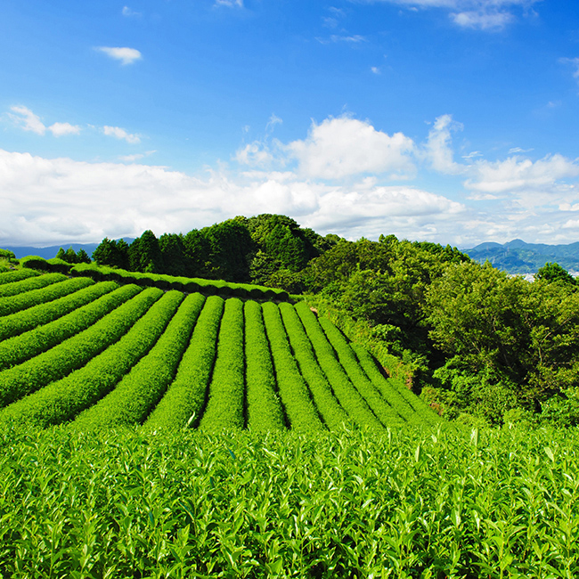送料無料】 静岡銘茶 香雅伝承 No.40｜出産内祝いおすすめ ※消費税・8％ 据置き商品｜通販ギフト生活.JP